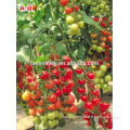 Hybrid Cherry tomato seeds for growing-Pondee